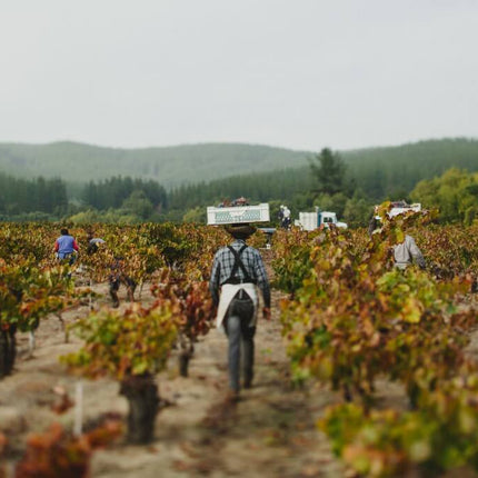 A Guide to Bouchon, doing new things with very old vines...