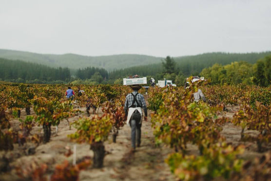 A Guide to Bouchon, doing new things with very old vines...