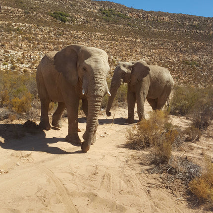 South Africa Day 5:  An audience with Simon Smith – tragically no sign of an amazing dancing bear.